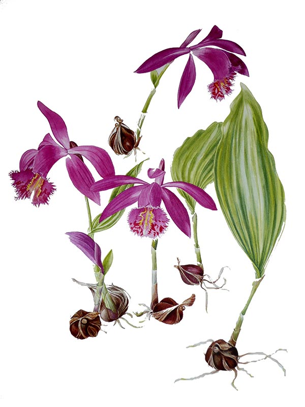 Alison Jones, P. Tongariro 'Jackdaw'