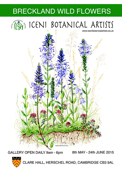 iceni-botanical-artists-exhibition-clare-hall-cambridge-2015