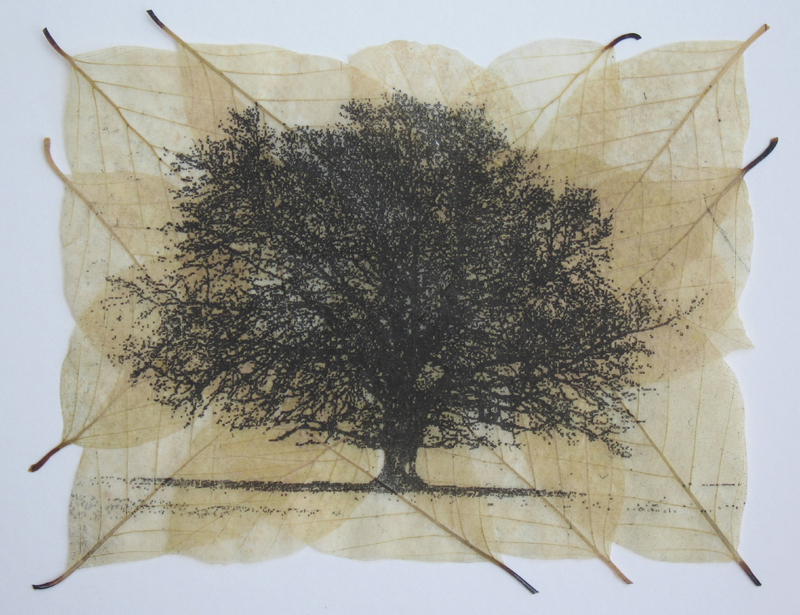 buckmaster-french-fagus-II-etching-on-beech-leaves