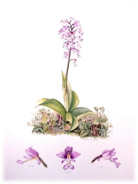 alison-jones-military-orchid-botanical-painting
