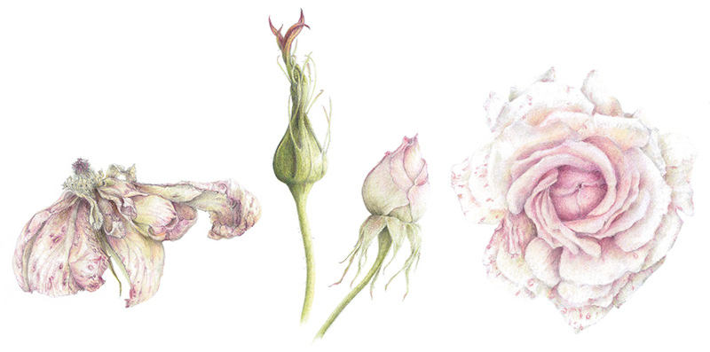 julia-groves-chandos-beauty-coloured-pencil-and-graphite-on-paper