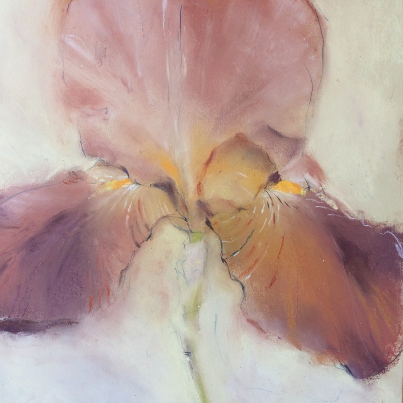 judith-glover-iris