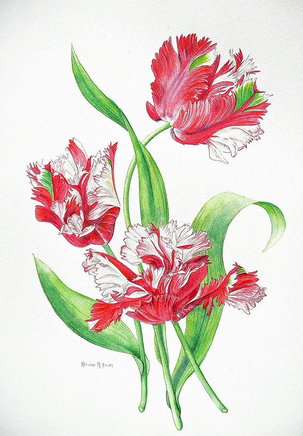 alison-jones-parrot-tulips-red-watercolour-40x35cm
