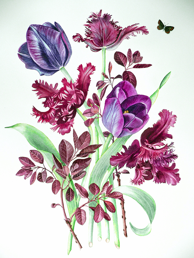 alison-jones-tulipmania-watercolour-40x35cm