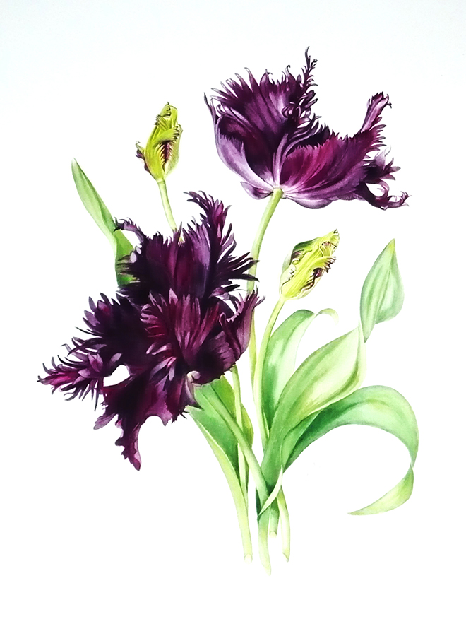 alison-jones-violet-parrot-tulips-watercolour-40x35cm
