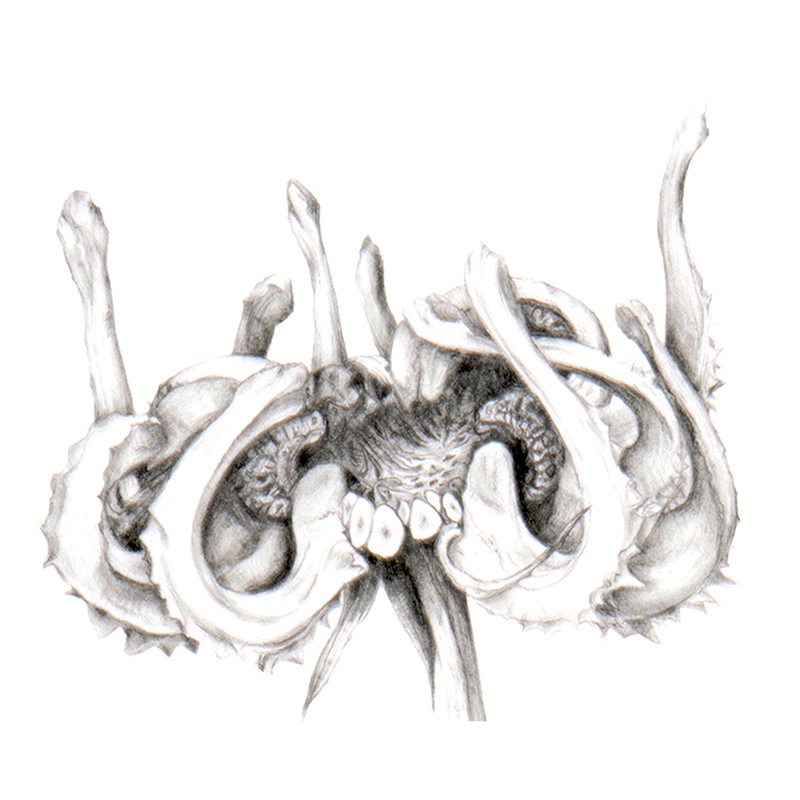 julia-groves-calendula-drawing-rhs-botanical-2022