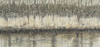 lillias-august-reed-edge-29.5-x-63cm-watercolour