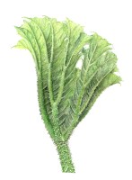 julia-groves-gunnera-manicata