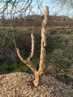 stephen-kirin-new-tree-sculpture